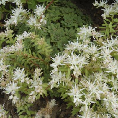 Sedum glaucophyllum - RT Clausen