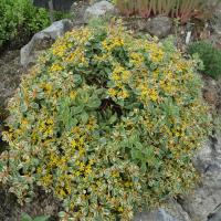 S kamtschaticum variegatum 