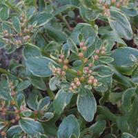 S kamtschaticum variegatum 2 