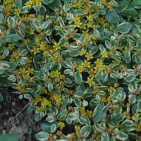 S kamtschaticum variegatum 3 