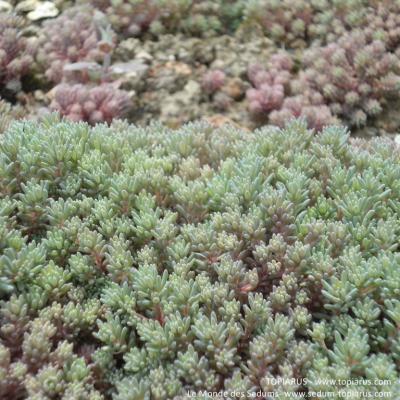 Sedum lydium 'Atroviolaceum'
