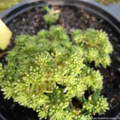 Sedum lydium Boiss