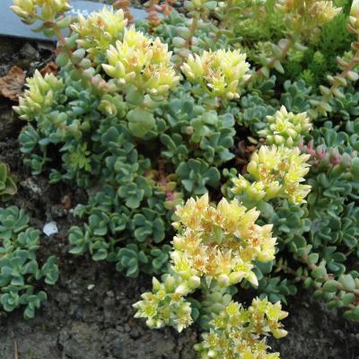 Sedum obtusatum - A.Gray