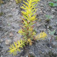 S rupestre angelina 2 