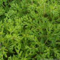 S sarmentosum copier 