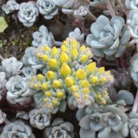 S spathulifolium cape blanco
