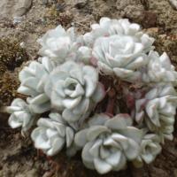 S spathulifolium cape blanco