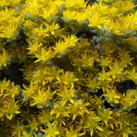 S spathulifolium cape blanco