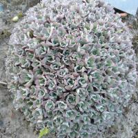 S spathulifolium purpureum