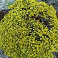 S spathulifolium purpureum