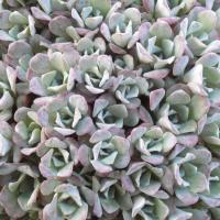 S spathulifolium purpureum