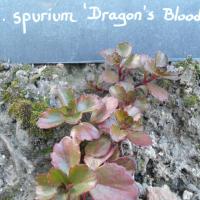 S spurium dragon s blood 