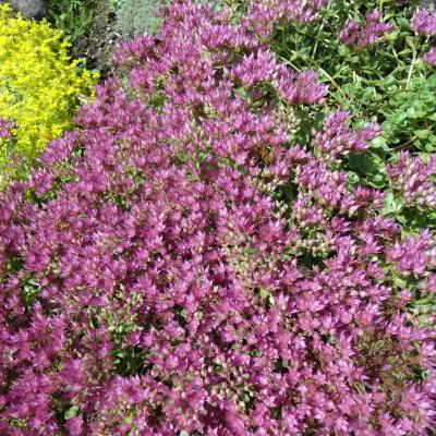 S spurium john greech 