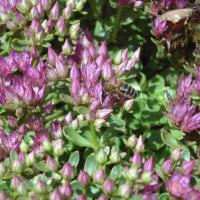 S spurium john greech 3 