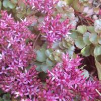 S spurium john greech 7 