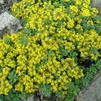 S spurium tsar gold 2 