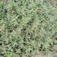 S spurium variegatum 