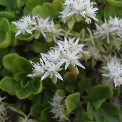 Sedum ternatum - Michx