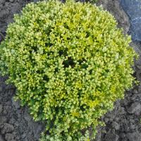 Sedum acre yellow queen 