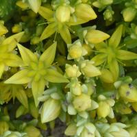 Sedum acre yellow queen 2 