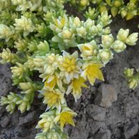 Sedum acre yellow queen fleur blanc et jaune