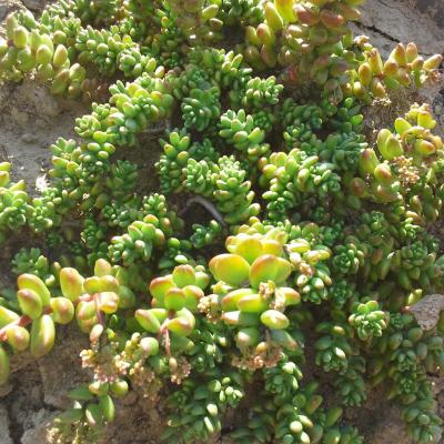 Sedum album athoum 1