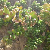 Sedum album athoum 2 