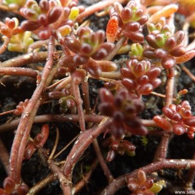 Sedum album faro form copier 1