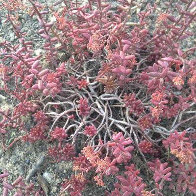 Sedum album laconicum 1