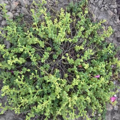 Sedum album minus 1
