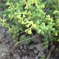 Sedum album minus 2 1