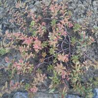 Sedum album mural roseum 1