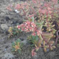 Sedum album mural roseum 2 1