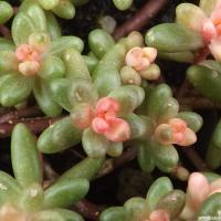 Sedum album murale roseum copier 1 