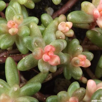 Sedum album murale roseum copier 1 