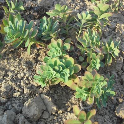 Hylotelephium anacampseros