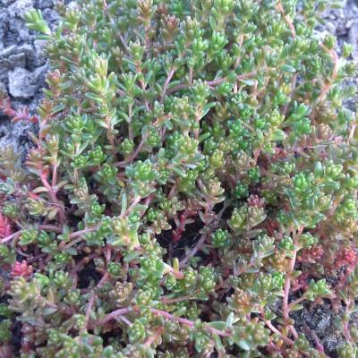 Sedum anglicum - Huds