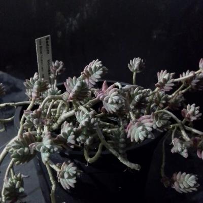 Sedum booleanum copier 