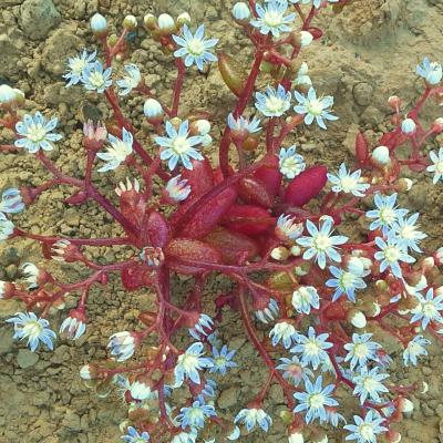Sedum caeruleum