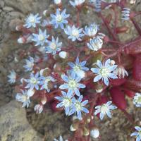 Sedum caeruleum 6 