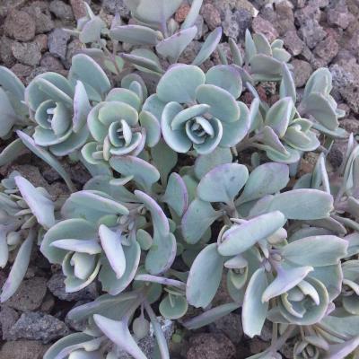 Hylotelephium cauticola 'Coca Cola'