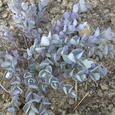 Hylotelephium cauticola 'Lidakense'