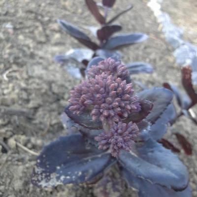 Sedum chocolate drop 2 