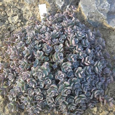 Hylotelephium cyaneum 'Sachalin'