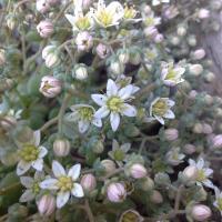 Sedum dasyphyllum
