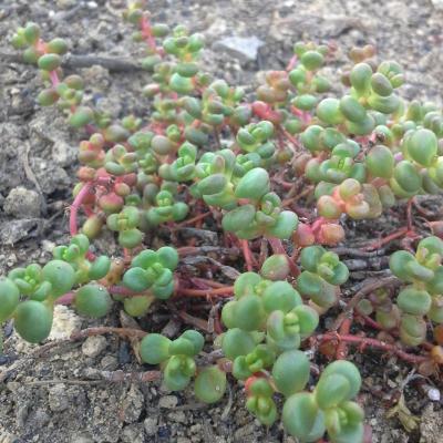 Sedum divergens