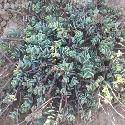 Hylotelephium ettyensis