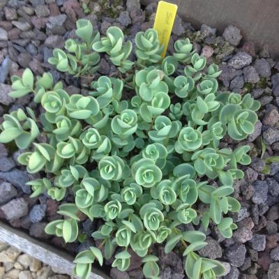 Hylotelephium ewersii 'Nana'