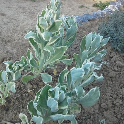 Sedum frosty morn copier