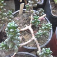 Sedum furfuraceum copier 